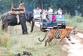 Elephant Jungle Safari